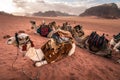 Camels sitting in Wadi Rum desert in a morning, famous red sand desert in Jordan, Arab Royalty Free Stock Photo