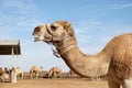 Camels stand in a corral on a camel farm