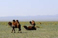 Camels on the steppes, Mongolia