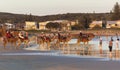 Camels on Stockton Beach. Anna Bay. Australia.