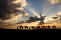 Camels in the sunset background.