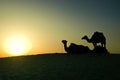 Camels in the sunset light on a high dune in Sahara desert