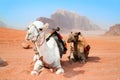 Camels take a rest in Wadi Rum red desert Royalty Free Stock Photo