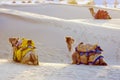 Camels in the Thar Desert, Jaisalmer, India