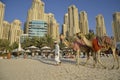 Camels, tourists, hotel Hilton Dubai Jumeirah Resort, Dubai Mari