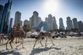 Camels, tourists, hotel Hilton Dubai Jumeirah Resort, Dubai Marina