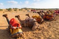 Camels with traditioal dresses, waiting in series for tourists for camel ride at Thar desert, Rajasthan, India. Camels,