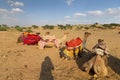 Camels with traditioal dresses, are waiting for tourists for camel ride at Thar desert, Rajasthan, India. Camels, Camelus Royalty Free Stock Photo