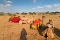 Camels with traditioal dresses, waiting for tourists for camel ride at Thar desert, Rajasthan, India. Camels, Camelus Royalty Free Stock Photo