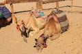 Camels with traditional bedouin saddle in Arabian desert, Egypt