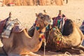 Camels with traditional bedouin saddle in Arabian desert, Egypt