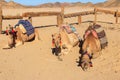 Camels with traditional bedouin saddle in Arabian desert Egypt