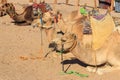 Camels with traditional bedouin saddle in Arabian desert, Egypt