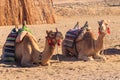 Camels with traditional bedouin saddle in Arabian desert, Egypt