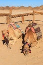 Camels with traditional bedouin saddle in Arabian desert, Egypt