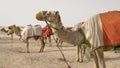 Camels with traditional dresses,waiting beside road for tourists for camel ride in Sea line, Qatar