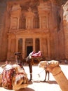 CAMELS AND THE TREASURY, PETRA, JORDAN Royalty Free Stock Photo