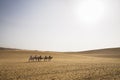 Camels trekking guided tours in Gobi Desert, China. Camel caravan through the sand dunes is a popular activity for tourists Royalty Free Stock Photo