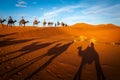 Camels trekking guided tours in the Sahara desert Merzouga Morocco Royalty Free Stock Photo