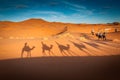 Camels trekking guided tours in the Sahara desert Merzouga Morocco Royalty Free Stock Photo