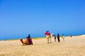 Camels and Tropical Beach, Flamingos Island, Travel Tunisia, Summer Holidays, Mediterranean Sea Royalty Free Stock Photo