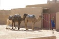 Camels and tuareg in the desert Royalty Free Stock Photo