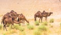 Camels view at Al Lith Royalty Free Stock Photo