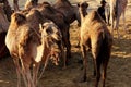 Camels in the village of the Bedouins