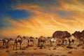 Camels in Wadi Rum