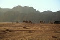 Camels in Wadi Rum desert, Hashemite Kingdom of Jordan Royalty Free Stock Photo