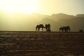 Camels in Wadi Rum desert, Hashemite Kingdom of Jordan. Wadi Rum, also known as Valley of the Moon, is largest wadi or valley in Royalty Free Stock Photo