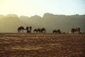 Camels in Wadi Rum desert, Hashemite Kingdom of Jordan Royalty Free Stock Photo