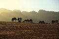Camels in Wadi Rum desert, Hashemite Kingdom of Jordan Royalty Free Stock Photo