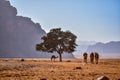 Camels in Wadi Rum desert - Jordan