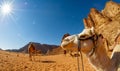 Camels in the Wadi Rum desert in JORDAN Royalty Free Stock Photo