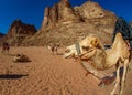 Camels in the Wadi Rum desert in JORDAN Royalty Free Stock Photo