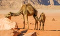 Camels in the Wadi Rum desert in Jordan Royalty Free Stock Photo