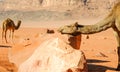 Camels in the Wadi Rum desert in Jordan Royalty Free Stock Photo