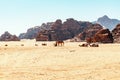 Camels in Wadi Rum desert, Jordan Royalty Free Stock Photo