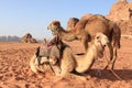 Camels in the Wadi Rum desert, Jordan, at sunset