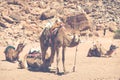 Camels at Wadi Rum desert landscape,Jordan Royalty Free Stock Photo