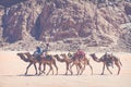 Camels at Wadi Rum desert landscape,Jordan Royalty Free Stock Photo