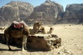 Camels, Wadi Rum, Jordan Royalty Free Stock Photo