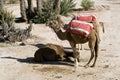 Camels waiting for tourists in Marrakech Royalty Free Stock Photo