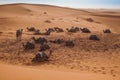 Camels waiting for tourists in the Moroccan desert of Sahara