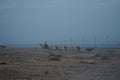 Camels walk along the coast of the Gulf of Aqaba in the Red Sea. Dahab, South Sinai Governorate, Egypt