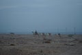 Camels walk along the coast of the Gulf of Aqaba in the Red Sea. Dahab, South Sinai Governorate, Egypt