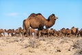 Camels walk through dry desert against the blue sky. Royalty Free Stock Photo