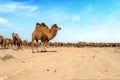 Camels walk through dry desert against the blue sky. Royalty Free Stock Photo