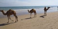 Camels walking in Beach